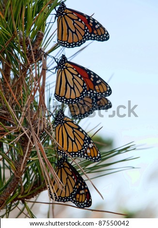 Monarch butterflies resting during migration