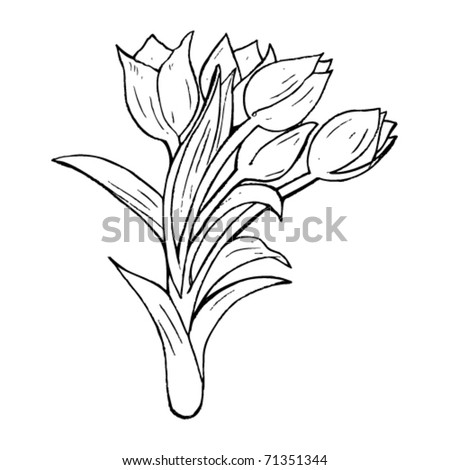 Tulip Drawing Stock Vector Illustration 71351344 : Shutterstock