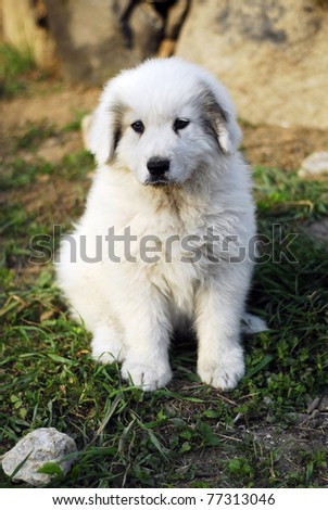 puppy great Pyrenees dog