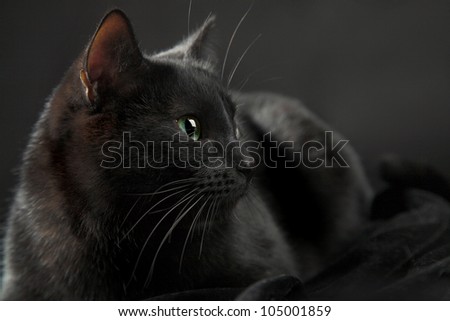 black cat isolated on the black background