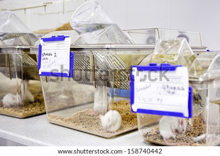 cages with white mouse in the biology laboratory