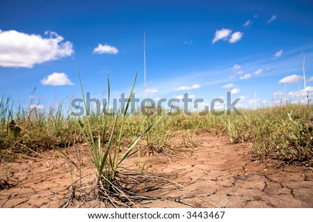 one plant on the dry sandy soil