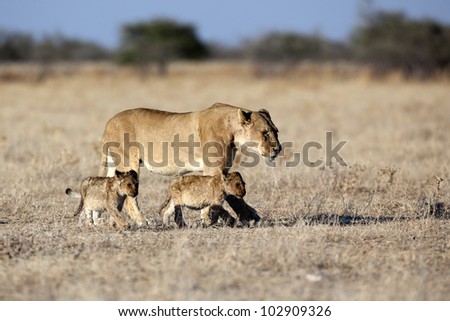 Lion female with young cubs