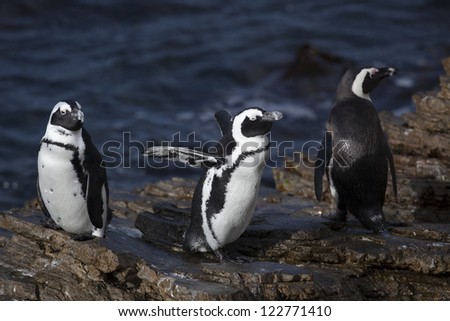 African penguins at colony, Western Cape, South Africa