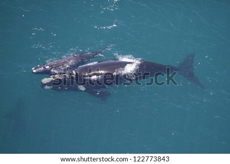 Southern right whale mother calf, South Africa