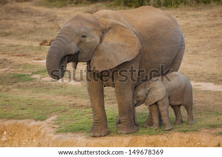 African elephant mother and baby at waterhole, South Africa
