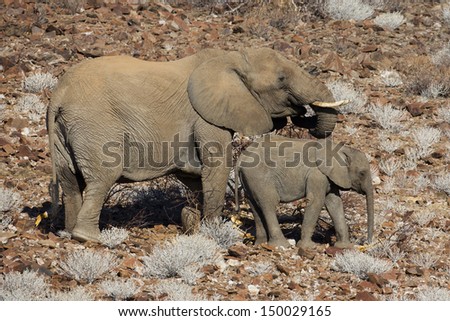 Desert elephant mother and young, Damaraland, Namibia, southern Africa