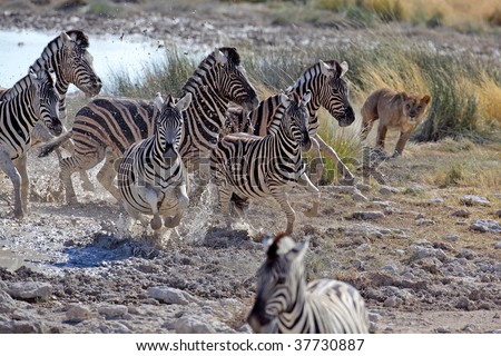 Lion hunting zebras in Etosha