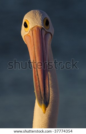 Australian pelican close-up, Shark Bay, Australia