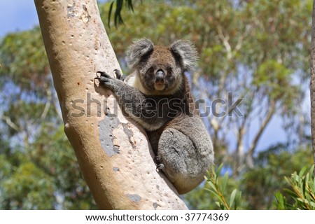 Wild koala escalating a eucalypt tree, Kangaroo Island, Australia