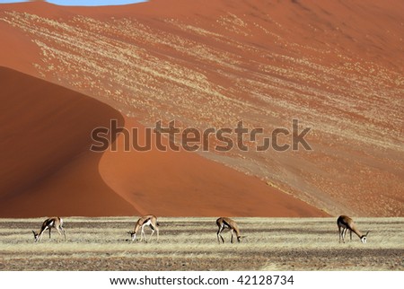 Springboks, Namib desert, red dunes of Sossusvlei