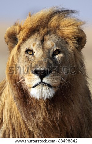 Lion king of the African savannah, Serengeti, Tanzania