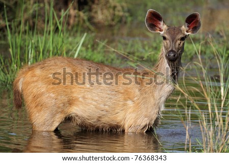 Sambar deer female drinking in creek, Bandhavgarh National Park, India