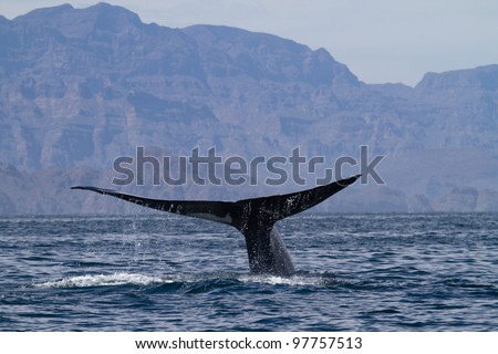 Blue whale diving, Sea of Cortez, Baja California, Mexico