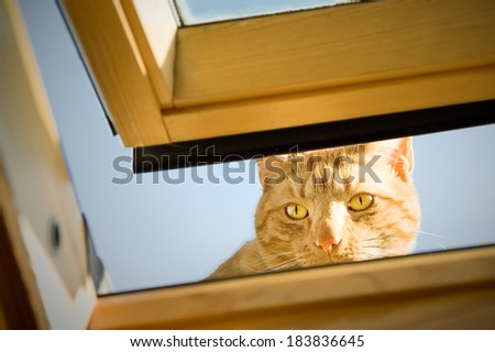 ginger tom cat staring though an open window