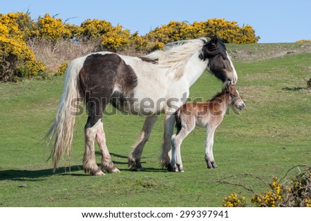 welsh pony with three hour old newborn foal