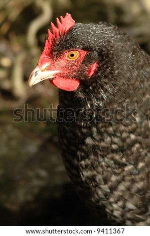 free-range black hen close-up