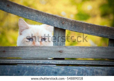 mischievous birman cat with mysterious blue eyes looking through a gap a fence