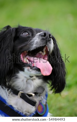 happy spaniel dog panting heavily after playing