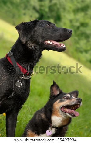 two wet and excited dogs waiting for treats