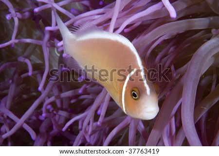 Pink Anemone Fish Amphiprion peridarion
