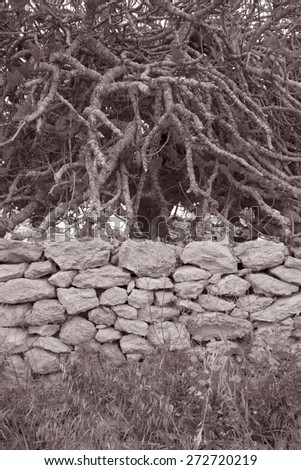 Stone Wall and Fig Tree in Formentera; Balearic Islands, Spain in Black and White Sepia Tone