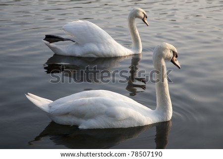 Two Swans in Hyde Park Central London