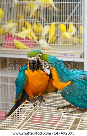 Parrots at the pet market