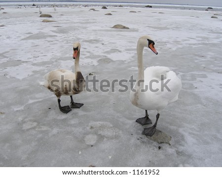 Two swans-healthy and unhealthy covered with oil