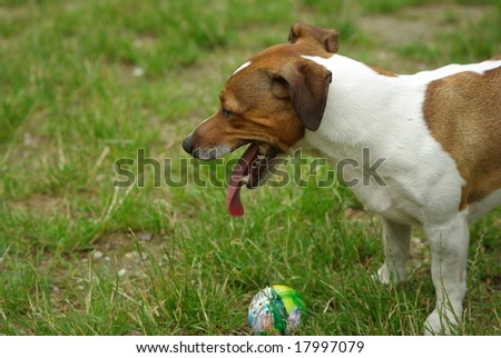 Play time with terrier and the ball