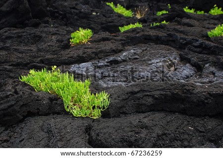 Similar – Image, Stock Photo green Plant stones clinker