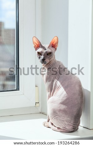 Sphynx cat sitting on window sill and looking at camera