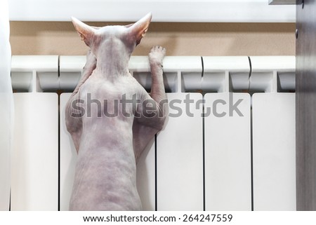 Funny hairless cat, sphynx, warming in the central heating radiator