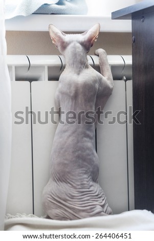 Frozen hairless cat, sphynx, warming in the central heating radiator
