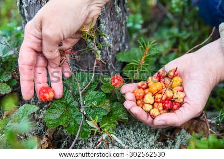 Full female handful of cloudberries and hand picking the red berry from bush