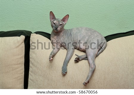 Hairless cat a sphynx laing on sofa and looking at camera