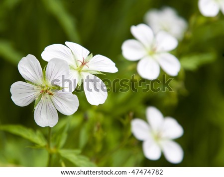 Small white Geraniums in Rocky Mountains