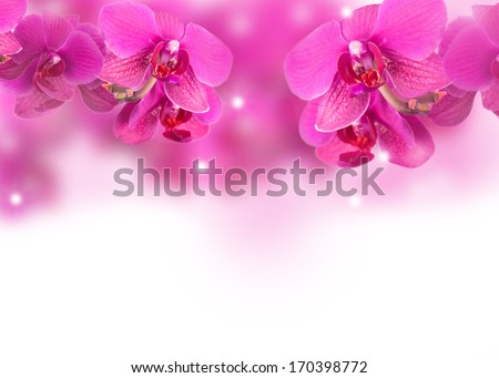 Orchid flowers border background