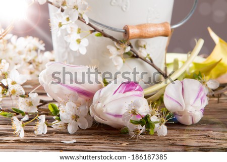 White spring flower and purple tulips on wooden background with sun. Spring concept.