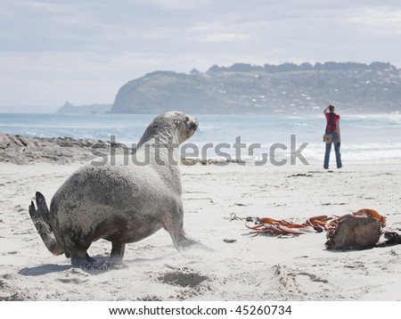 Hooker\'s Sea Lion running on St Kilda Beach, New Zealand