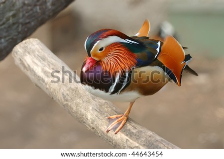Bright and beautiful mandarin duck in the zoo