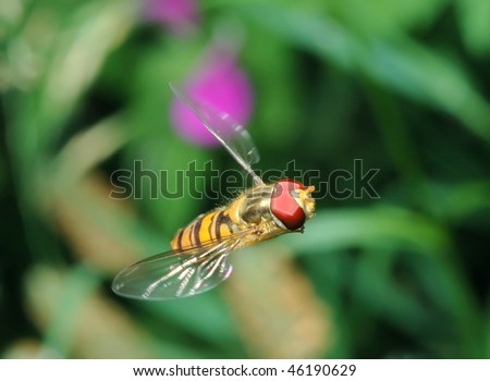 Wave of a wings, fly Syrphidae on flight