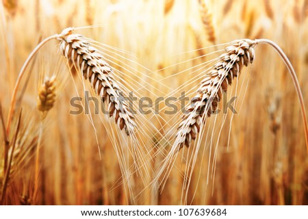 Two ears of golden wheat on the background of wheat field