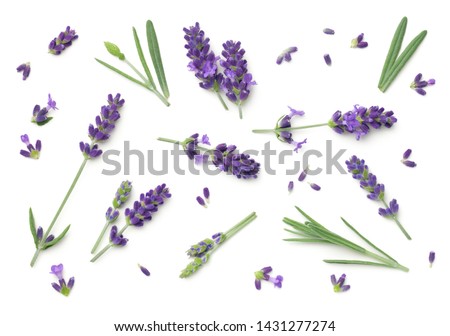 Similar – Image, Stock Photo lavender purple Lavender