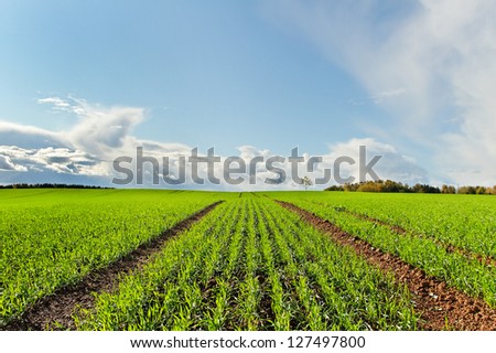 Country landscape with growing wheat.