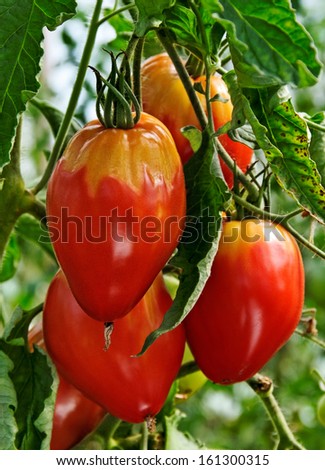 Plant with diseased tomatoes in the greenhouse.
