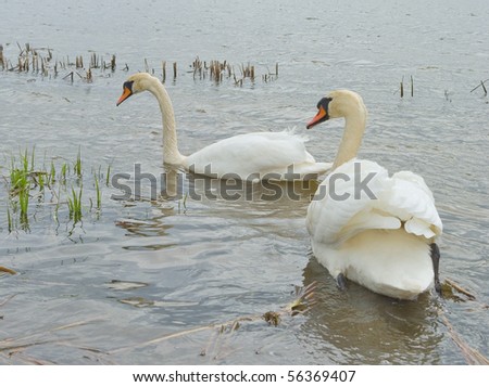 Two swans on the water.
