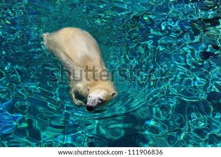 Polar bear swimming in blue water (Ursus maritimus).