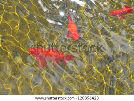 Beautiful koi fish swimming in the pond. Gold fish