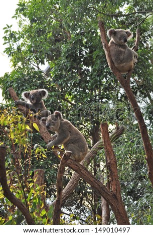 Three Australian koala bears on eucalyptus or gum tree. Sydney, NSW, Australia. exotic iconic Aussie mammal animal